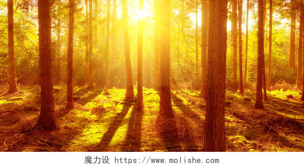 橘色文艺森林梦幻森林阳光光效树林背景